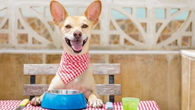 Why do dogs eat too fast and how do you slow them down? We spoke to a vet to find out!