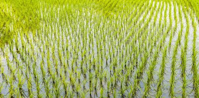 Good flooding? Scientists use rice cultivation to preserve soil in Florida’s Everglades Agricultural Area