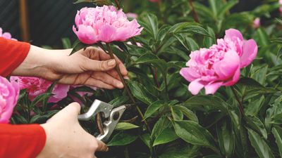 Should peonies be cut back in the fall? Experts share top tips on pruning at the right time to get glorious returning blooms