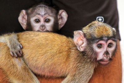 Handlers help raise half-sister patas monkeys born weeks apart at an upstate New York zoo