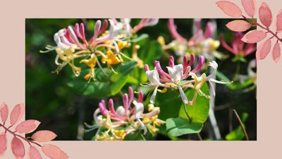 How to prune honeysuckle for a truly romantic cottage garden effect