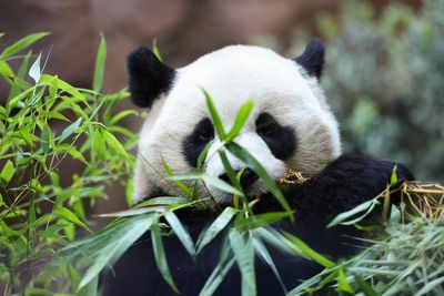 What's black and white and fuzzy all over? It's 2 giant pandas, debuting at San Diego Zoo