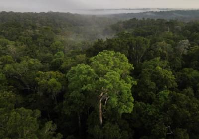 Health In Harmony's Chainsaw Buyback Program Saves Borneo's Rainforests