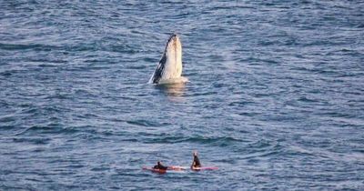 'Jeez that's close': unexpected guest pops up on study break paddle