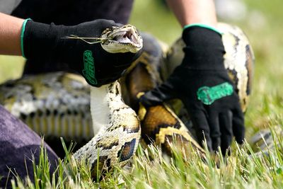 Snake hunters will wrangle invasive Burmese pythons in Everglades during Florida's 10-day challenge