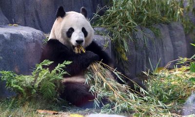 California celebrates arrival of first pandas from China in decades