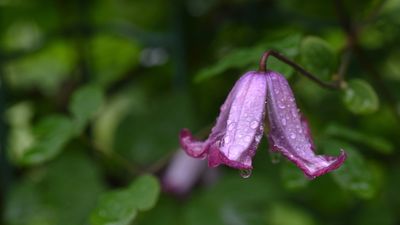 With unusual and extraordinary blooms, this native clematis will add a subtle beauty to garden walls and fences