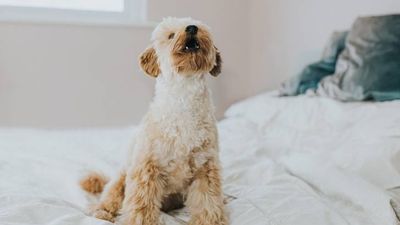 Dog won’t stop barking? Causes and how to stop excessive barking