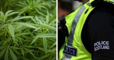 Scottish police seize thousands of cannabis plants 'worth more than £1.25m'