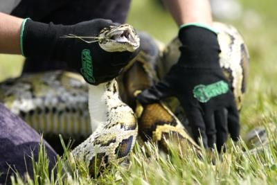 Florida Python Challenge Promotes Awareness And Conservation Efforts