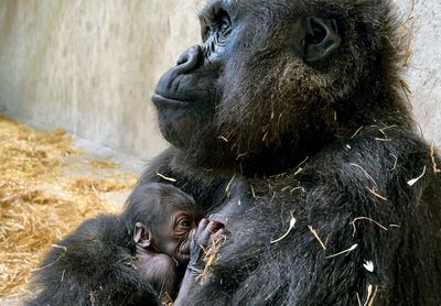 Baby gorilla is born at Detroit Zoo, the first in its 96-year history