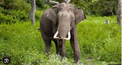 Assam: HaatiApp to help communities coexist with elephants, reduce conflicts