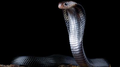 Evolution of snakes takes surprise twist — cobras didn't come from where we thought they did