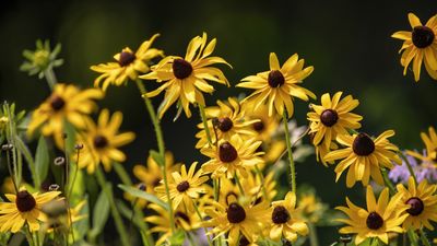 Best rudbeckias – 10 sensational annual and perennial varieties of this popular native flower