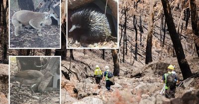 Various wildlife spotted returning to sanctuary devasted by 2020 bushfires