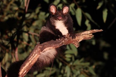 It looks like a cross between a koala and a possum – and it’s in big trouble, Australian conservationists say