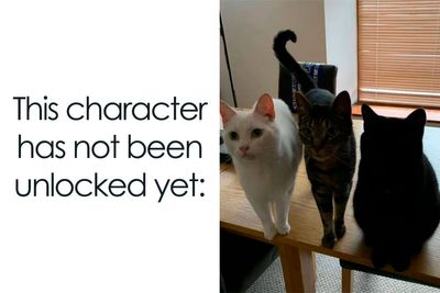 This Popular Instagram Account Shares Funny Cat Memes, And Here Are 50 Of The Very Best Ones