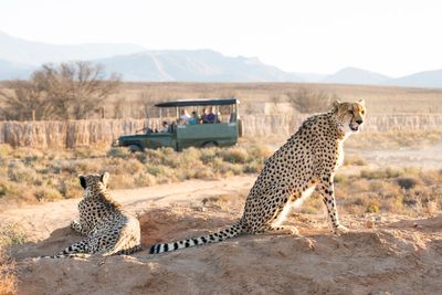 Is there such thing as an affordable safari? How to holiday in the wild without breaking the bank