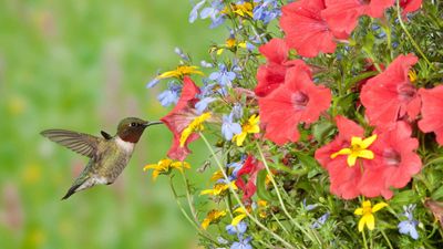 How to create a hanging basket for hummingbirds – to attract these native beauties to your outdoor space