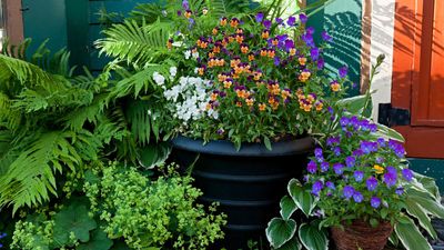 7 Shade Plants for Containers That Are Perfect for Bringing Interest to Your Yard's Darker Spots