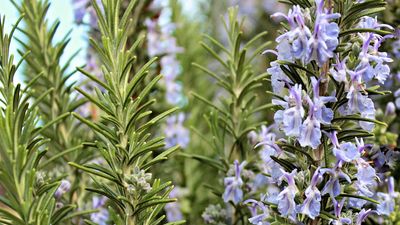 When to prune rosemary: experts share timing tips, plus advice on how to do it