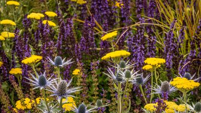 7 of the longest-flowering perennials – these varieties will add color to your garden for months