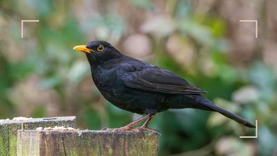 How to attract birds that eat slugs for natural pest control, according to wildlife experts