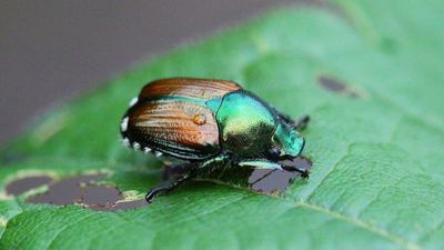 France warns against influx of Japanese beetles that can decimate ecosystems