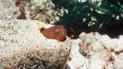 Pearlfish: The eel-like fish that lives up a sea cucumber's butt