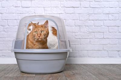 How Many Litter Boxes Does My Cat Need? This Simple Math Problem Will Tell You