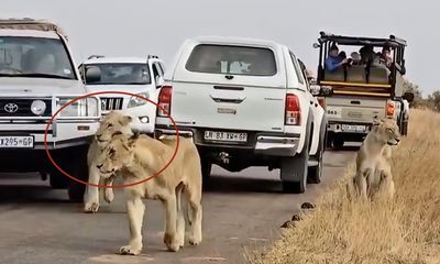 Impatient tourist bumps lion with vehicle; footage sparks outrage