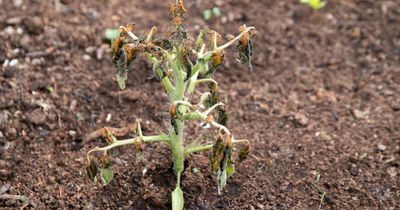 Cultivating patience and garden glory for under $10