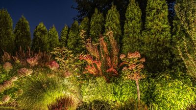 How to uplight a tree – expert methods for big trees, small trees, and shrubs