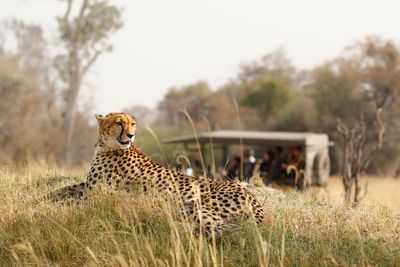 Everything you need to know about going on safari – including cost, where to go and what to wear