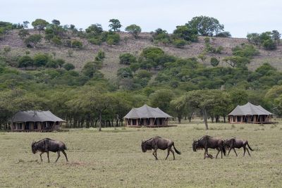 8 of the best luxury safari lodges, from treetops to shipwreck cabins