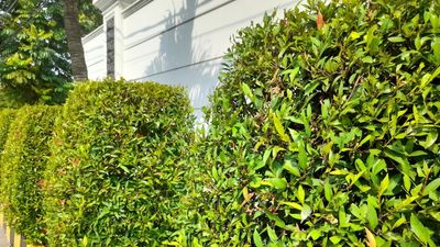 This "Hollywood-Style" Hedge is the Living Fence Landscapers Love for Maximizing Privacy