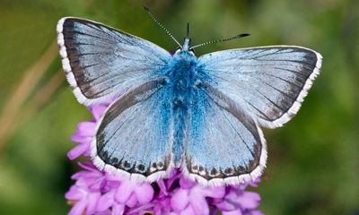 Startling genome discovery in butterfly project reveals impact of climate change in Europe