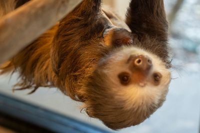 ‘Unstoppable’ sloth borne virus detected in for first time in Europe after two die in Brazil