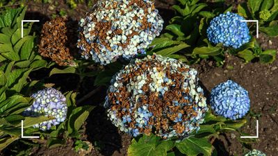 Why are my hydrangeas turning brown? Plant experts share advice