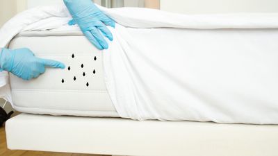 Mattress cleaning: 3 essential oils that get rid of bed bugs fast