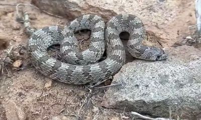 Rarely seen ‘farting snake’ encountered in Arizona; video