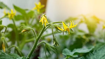 Why are my tomato plants not fruiting? 5 causes of blossom drop and how you can help pollination