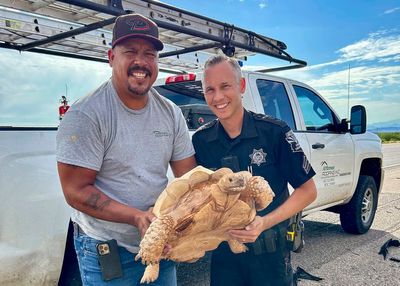 Large desert tortoise rescued from Arizona highway after escaping from ostrich ranch 3 miles away