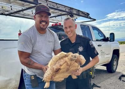 Escaped Desert Tortoise Rescued From Arizona Highway