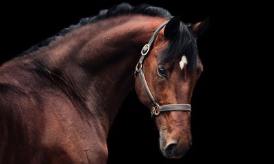 Horses can plan ahead and think strategically, scientists find