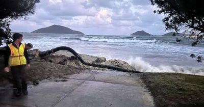 'A disgrace': Jimmys Beach sand transfer lies idle in coastal erosion crisis