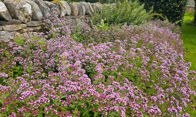 Country diary: My summer garden is quieter than it should be