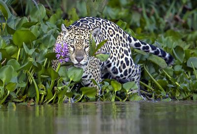 ‘Losing Noah’s Ark’: Brazil’s plan to turn the Pantanal into waterway threatens world’s biggest wetland