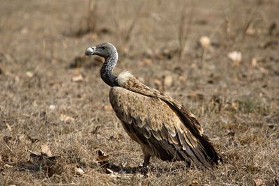 Vulture deaths linked to human deaths