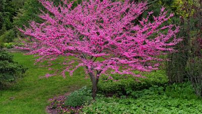 How to grow eastern redbuds – the cherished native tree with striking spring blooms